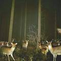 Deer - wild-animals photo