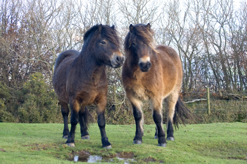 کے exmoor, مواور ponies