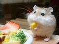 Lunch - domestic-animals photo