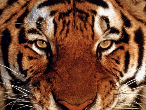  Tiger beauty