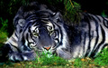random - Tiger beauty wallpaper