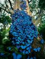 Tree Of Butterflies - wild-animals photo