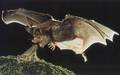 Vampire Bat - wild-animals photo