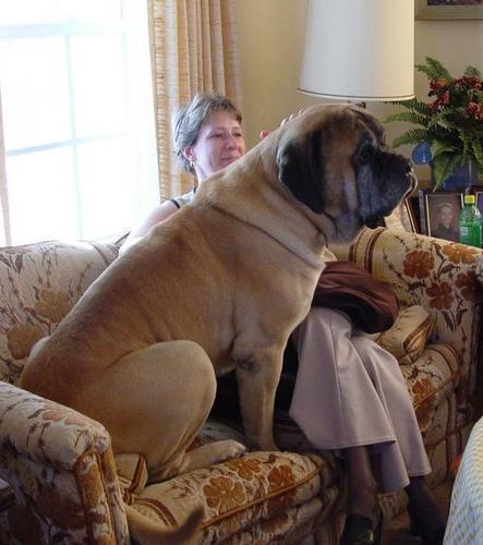 giant dog**