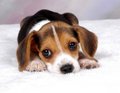 Beagle is the cutest dog ever!!!!!!!!!!! - puppies photo