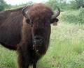 Bison - wild-animals photo
