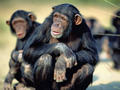Chimps - wild-animals photo