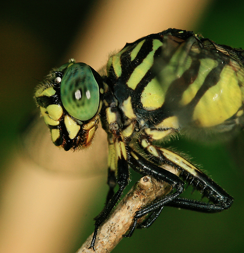  Dragonfly Macro foto oleh hypergurl