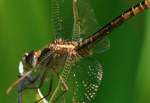 Dragonfly Macro Photos by hypergurl