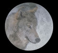 Moon - moon photo
