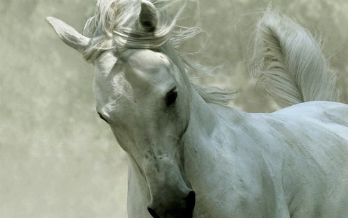  Beautiful horse