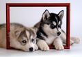Husky - puppies photo