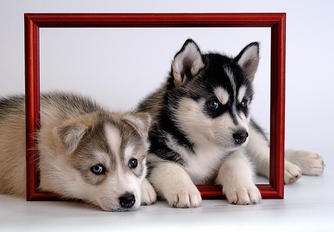 cute husky puppies wallpaper. Husky
