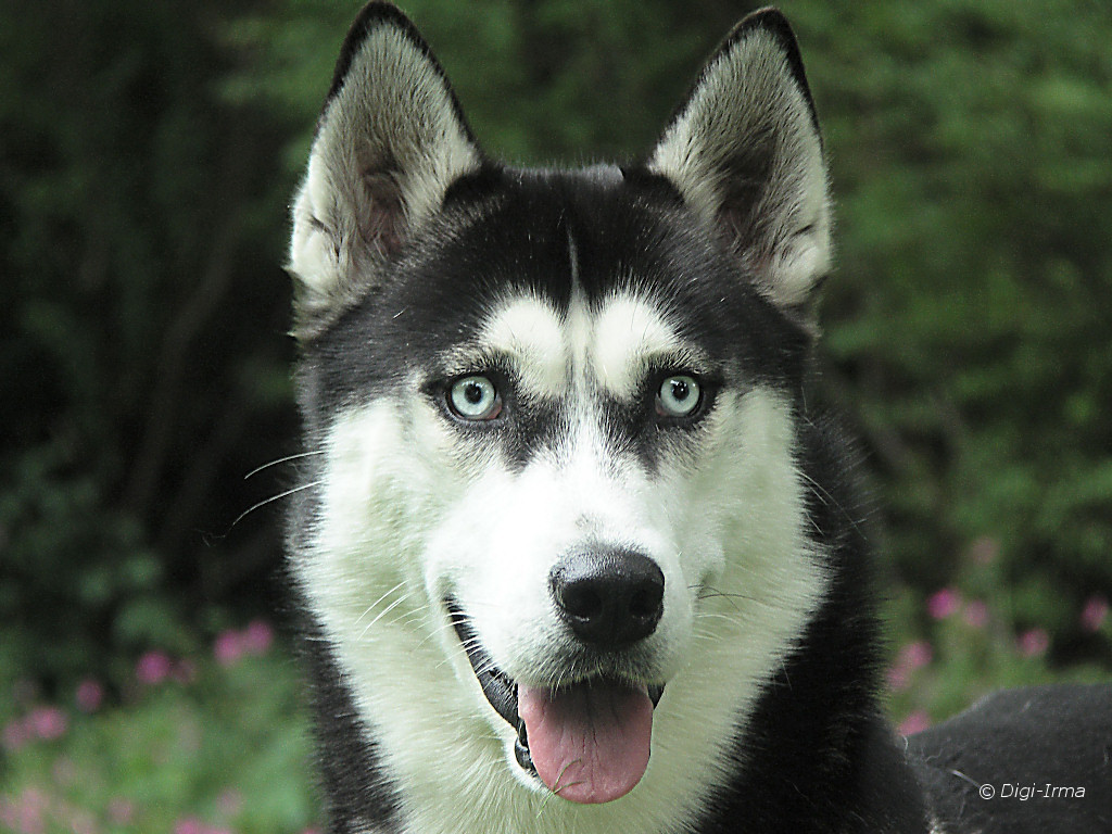 Husky - Siberian Huskies Photo (4827225) - Fanpop
