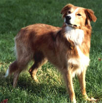  Sable and White Border collie