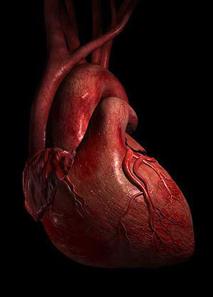  The Human сердце