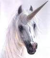 Unicorn Close Up - unicorns photo