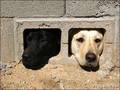 Funny Dogs - domestic-animals photo