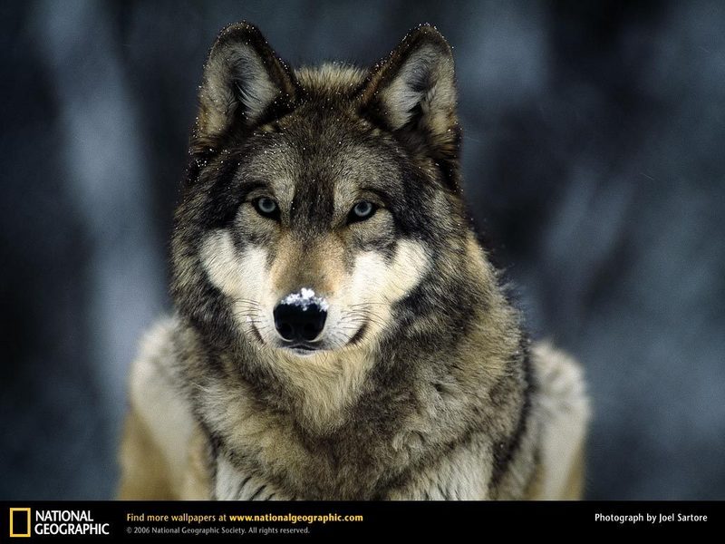 wolf wallpaper. Grey Wolf in the Snow