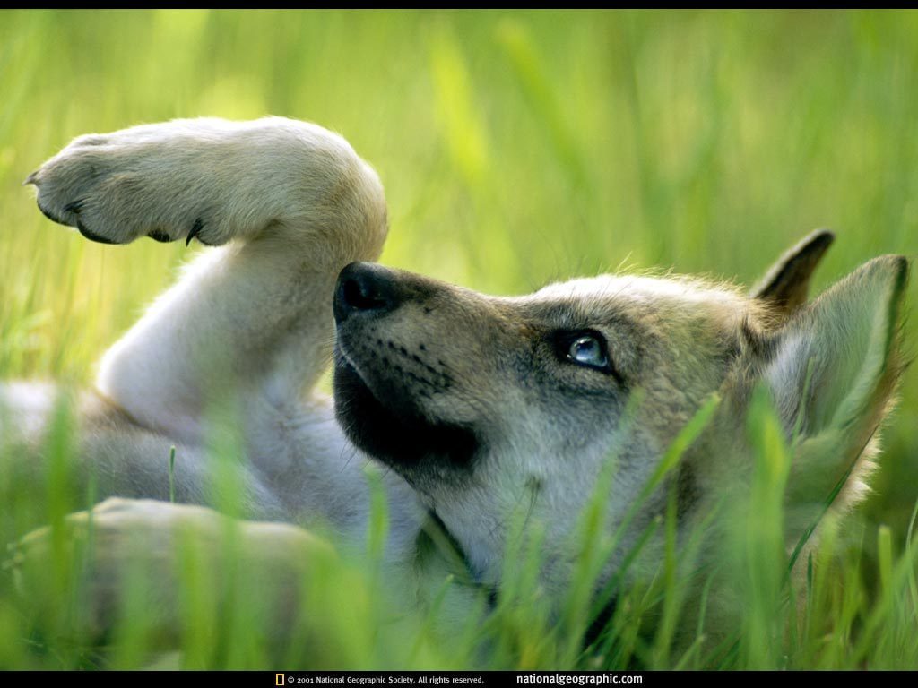 A Wolf Puppy