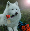 Wolf with Rose - wolves photo