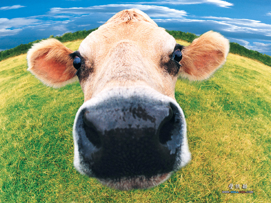 cow - Farm Animals Wallpaper (4983249) - Fanpop