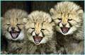 cute cheetahs - cheetah photo