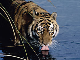 tiger pics