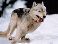 Ancient Wolf - wolves photo