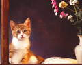 cats - Cats wallpaper wallpaper