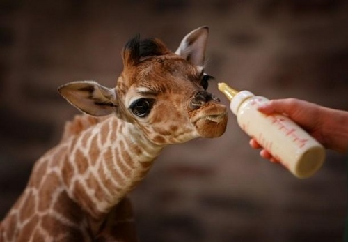  Newborn Giraffe