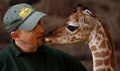 Newborn Giraffe - wild-animals photo