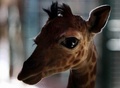 Newborn Giraffe - wild-animals photo