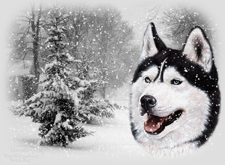 Christmas Images Wolf And Snow Scene Animatedclick To See Snow Fall
