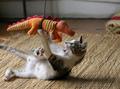 Funny Cats - domestic-animals photo