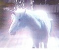 Shimmer - unicorns photo