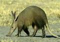 Aardvark - animals photo