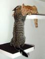 Cat Collection - domestic-animals photo