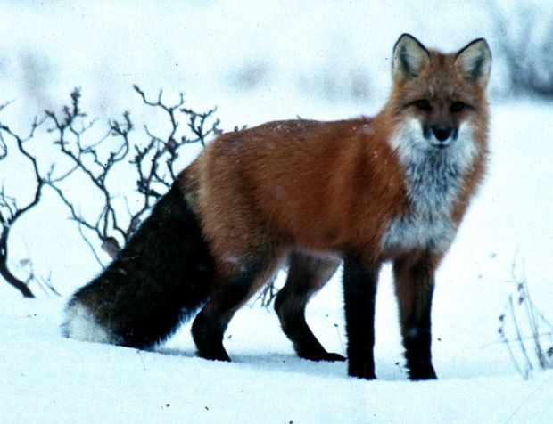 Animal Foxes