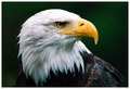Eagle - animals photo