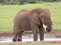 Elephant - animals photo