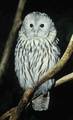 Owl - animals photo