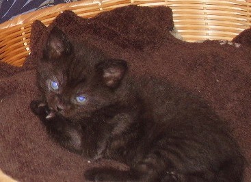  black kitten