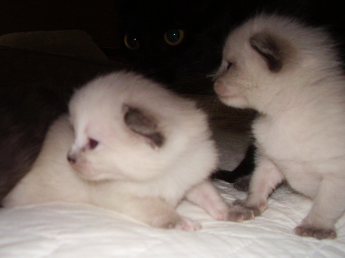 curtis && smudge :D 2 of the 5 kittens