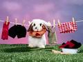 bunny-rabbits - Bunny & Clothesline wallpaper