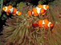 Clown Fish - fish photo