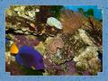 fish - Tropical Fish Wallpaper wallpaper