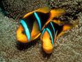 Tropical Fish - fish photo