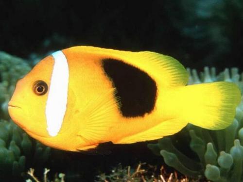  Tropical मछली