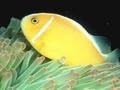 Tropical Fish - fish photo